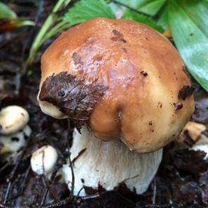 ���� ��������: 