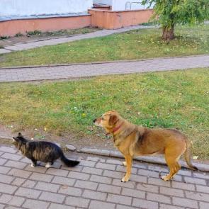 ����: ���������.