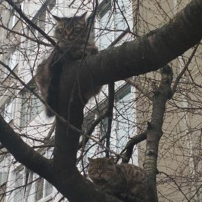 ����: ���� ���������