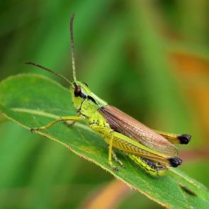 ����: �������