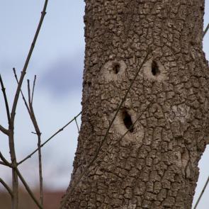 ���� ��������: ����
