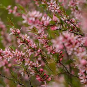 ���� ��������: �������� �������