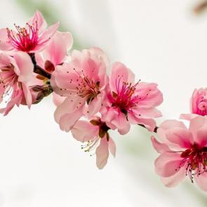 ���� ��������: ������� ��������� �������