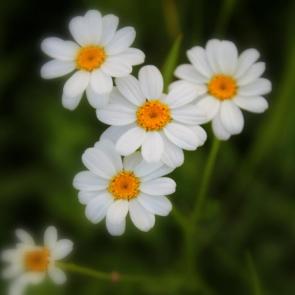 ���� ��������: �������, ������� ����� ��������