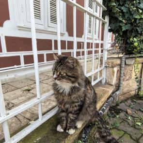 ����: ���������� ����