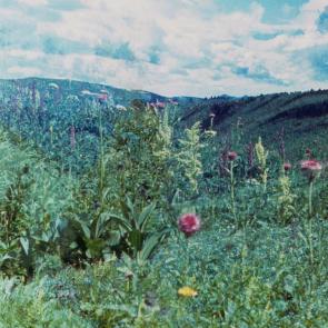 ����: �� �����