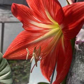 ���� ��������: �������� 