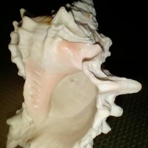 ����: �� ����.