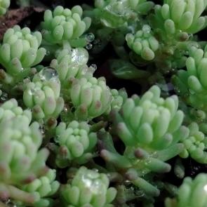 ����: �������� ����