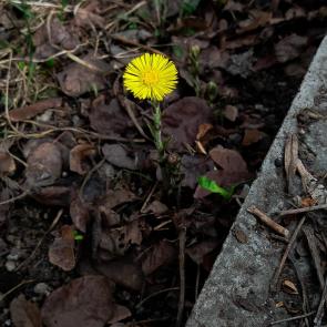 ����: ���������