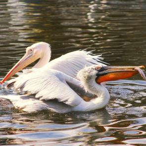 ���� ��������: 