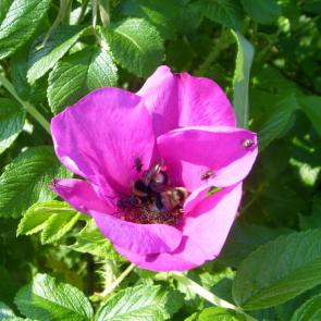 ����: �����