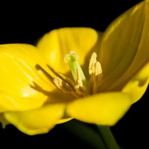 ����: Ƹ���� �������