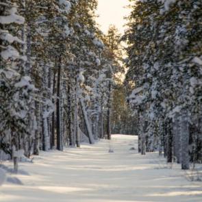 ����: ������ ���