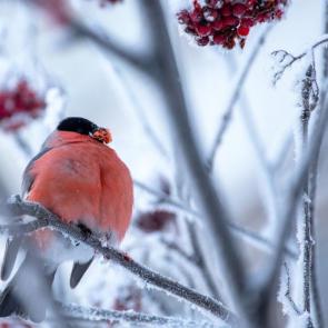 ����: ������� 