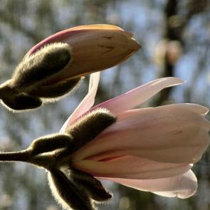 ���� ��������: 