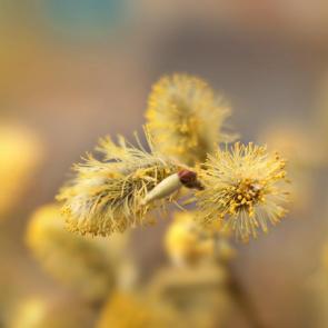 ����: �������� �����. 