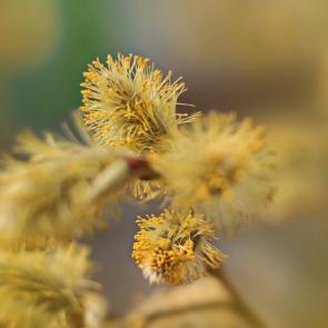 ����: �����. 