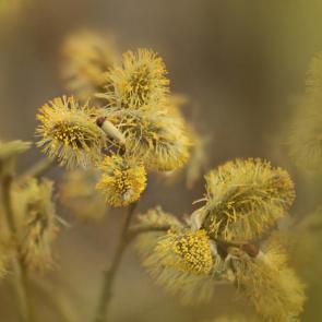 ����: ����� ������. 