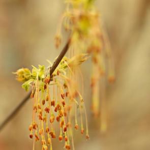 ����: ���. 