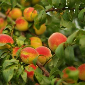 ����: �������