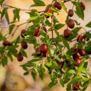 ����: �����