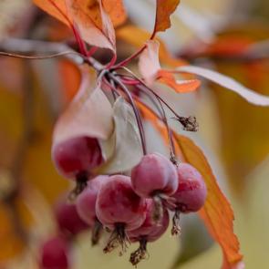 ����: ����� ������������ ������