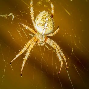 ���� ��������: ���������.