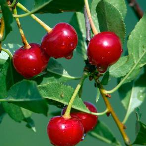 ����: �����...