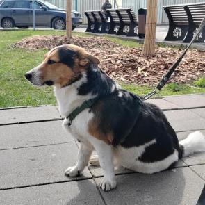 ����: ���� 