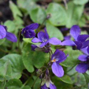 ����: ���������� ����� 