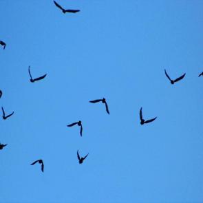 ����: ��������� ���� 