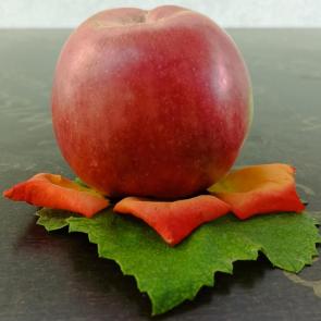 ����: �������