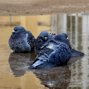 ����: ��������� ���