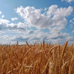 ���� ��������: ��������� ����