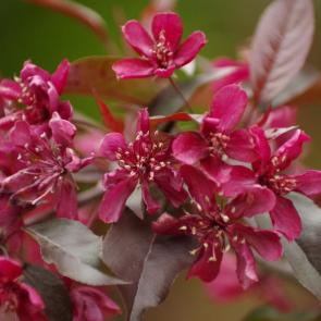 ����: ������������ ������