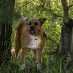 ����: ������ �����