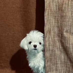 ����: ��