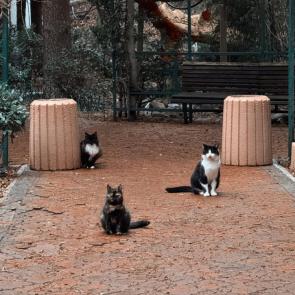 ����: �����