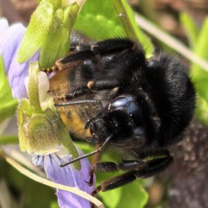 ����: ���������� �������