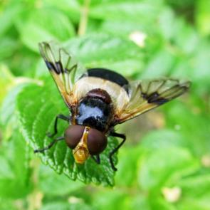 ���� ��������: ��������