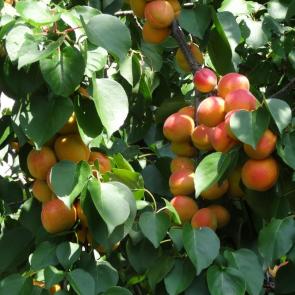 ����: ��������