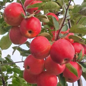 ����: ������