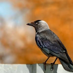 ����: �����. 