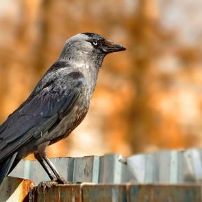 ����: �����. 