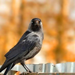 ����: �����. 