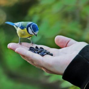 ����: ��� ������� � ����? 