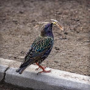 ����: �����, ������������ ����))