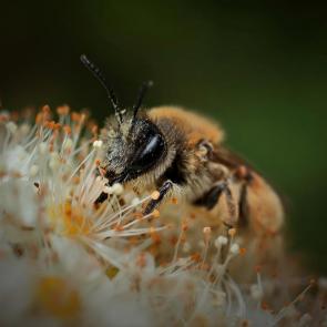 ���� ��������: ���������. 