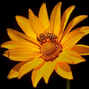 ���� ��������: ���� � �������. 